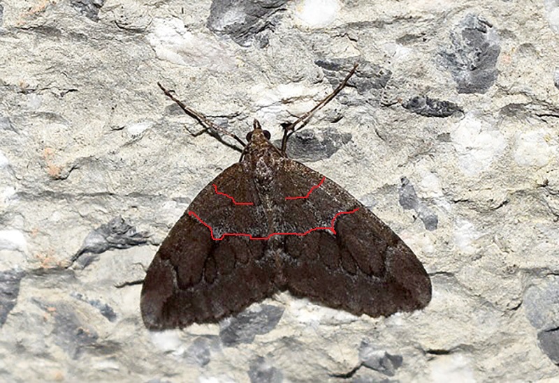 Thera cfr. juniperata (Geometridae)